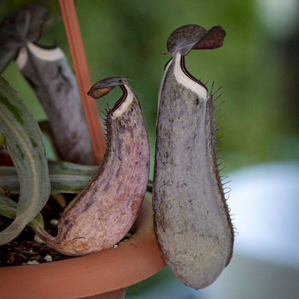 Nepenthes alba marginat