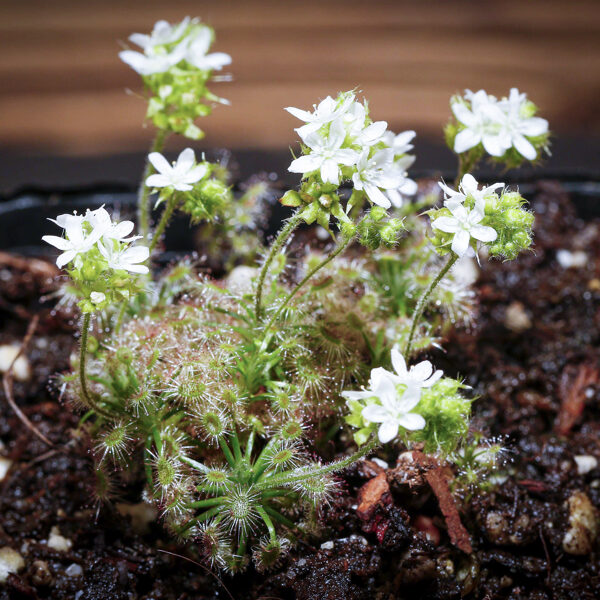 Zwergdrosera