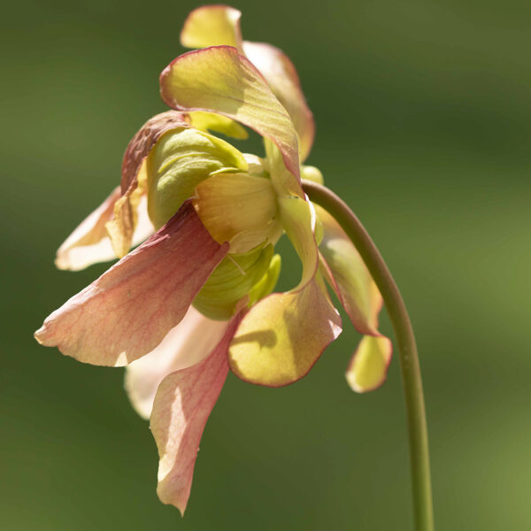 Blüte einer Sarracenia