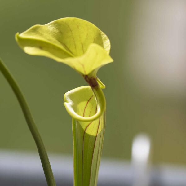 Sarracenia