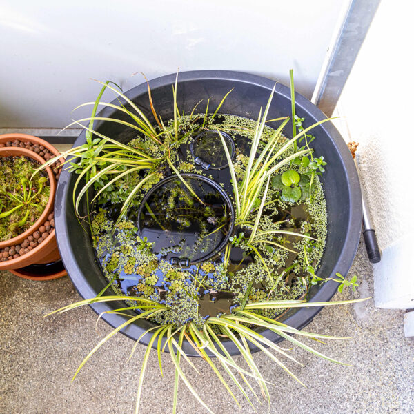 Wasserschlauch - Utricularia - mit Begleitpflanzen