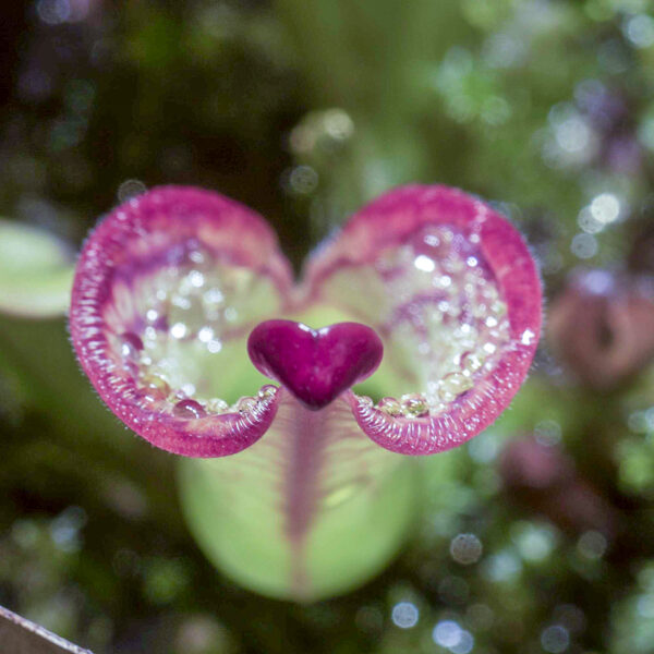 Heliamphora macdonaldae